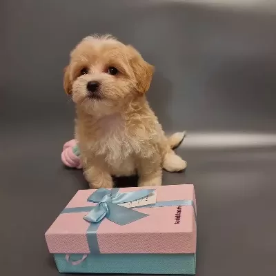 Irk Garantili Maltipoo Yavruları