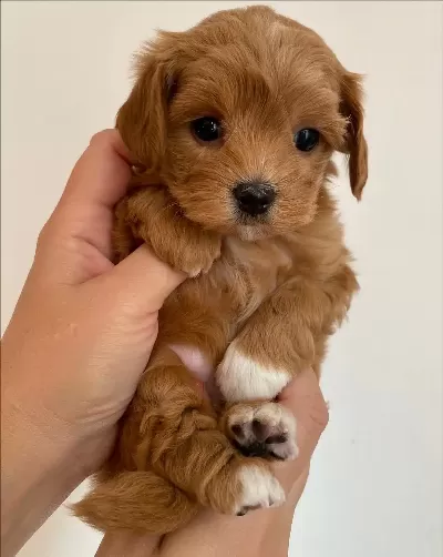 Güzel Maltipoo Yavruları