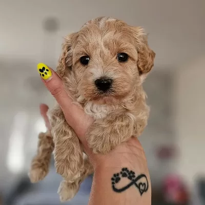 Dünya Tatlısı Maltipoo Yavruları