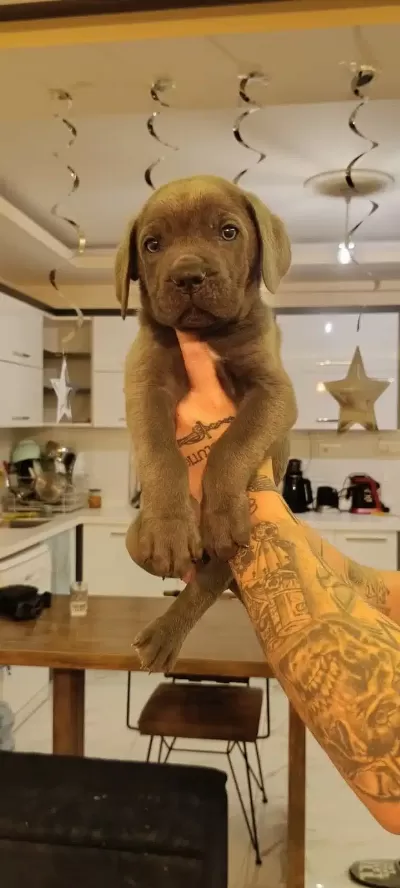 Cane Corso Bebekleri