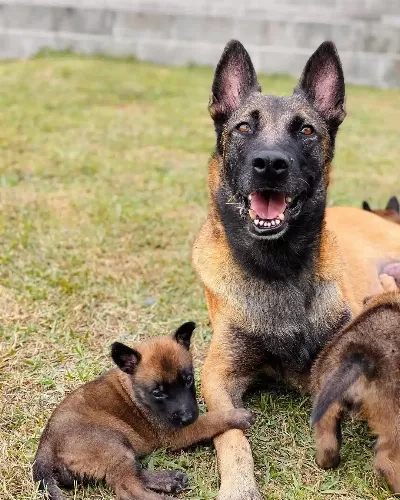 Belçika Malinois Yavruları