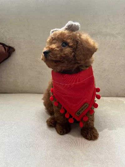 Tüm Ekipmanları Ve Mamasıyla Birlikte Yuvalandırılacak Toy Poodle
