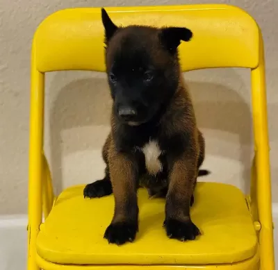 Belçika Malinois Yavruları