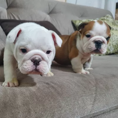 İngiliz Bulldog Yavruları