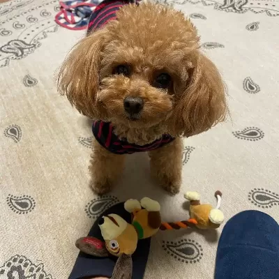 Toy Poodle Yavruları