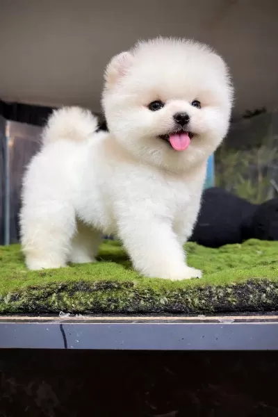 Orjinal Pomeranian Boo