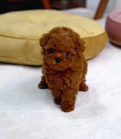 Toy Poodle Sahiplendirme