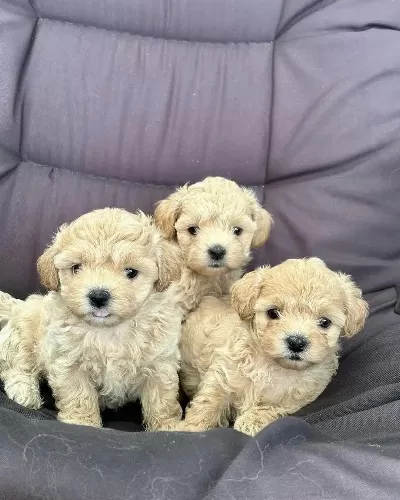 Efsane Tatli Maltipoo Yavruları