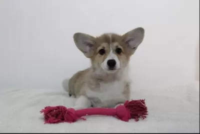 Welsh Corgi Yavruları