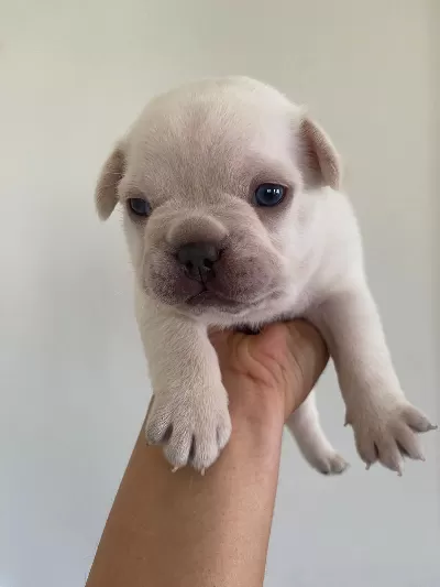 French Bulldog Erkek Yavru