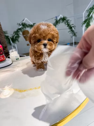 Super Star Adayi Cok Poncik Toy Poodle Yavrularim