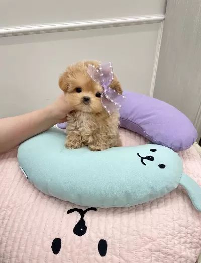 Eğitimli Korean Toy Poodle Bebişlerimiz