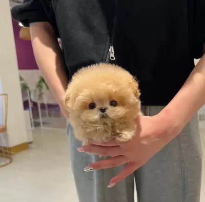 Korenin En Tatlı Akıllı Toy Poodle Bebişlerimiz