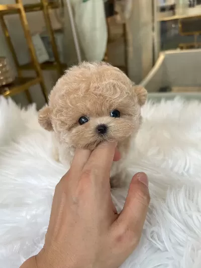 Gerçek Gülen Surat Kore Poodle Çocuklarım