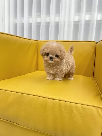 Ayı Surat Biblo Korean Toy Poodle Bebişlerimiz