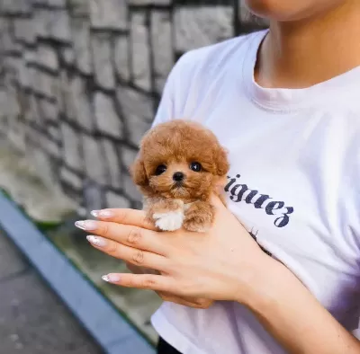 Minnacık Korean Toy Poodle Bebişlerimiz