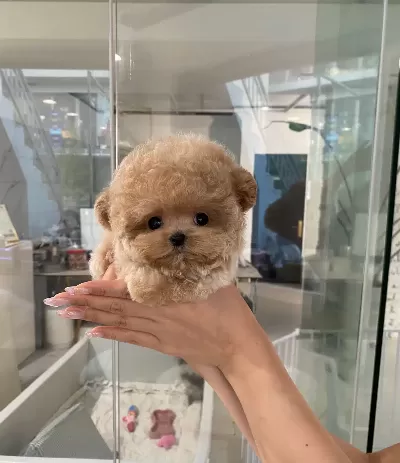 Pofuduk Özel Kore Toy Poodle Bebeklerimiz