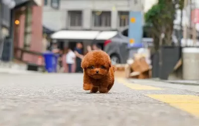 Korenin En Iyi Poodle Bebişleri