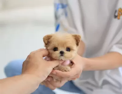 Teddy Bear Korean Toy Poodle Yavrularımız