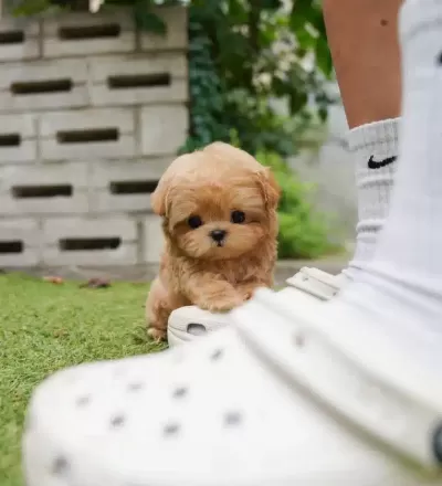 %100 Safkan Toy Poodle Bebeklerimiz