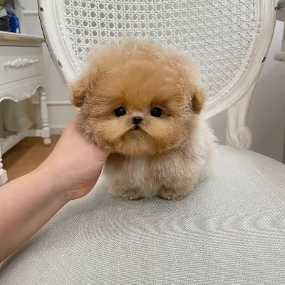 A Kalite Tatlı Ozel Korean Toy Poodle Bebişlerimiz