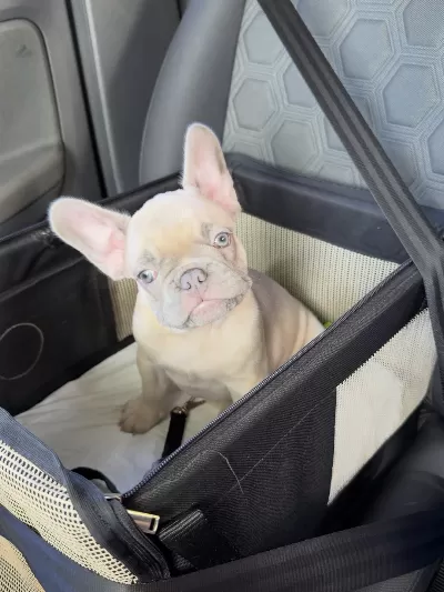 French Bulldog Yavruları