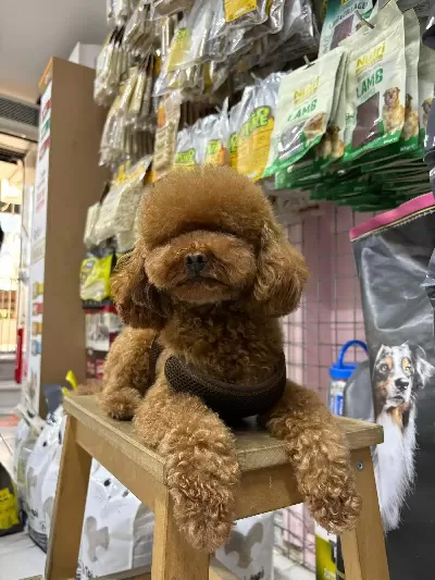Eş Bulma İlanıdır Kore Köpeğimize Dişi Eş Arıyoruz