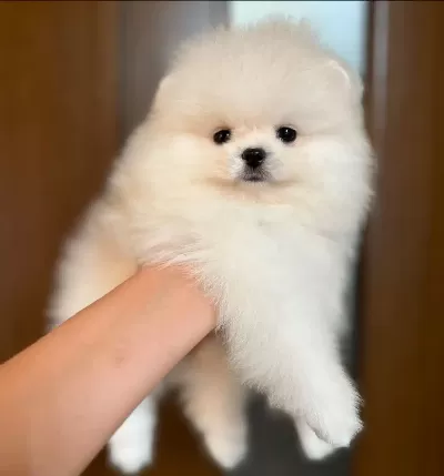 Pomeranian Boo Yavruları