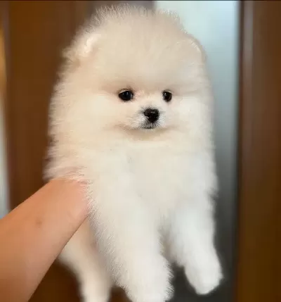 Irk Garantili Pomeranian Yavruları