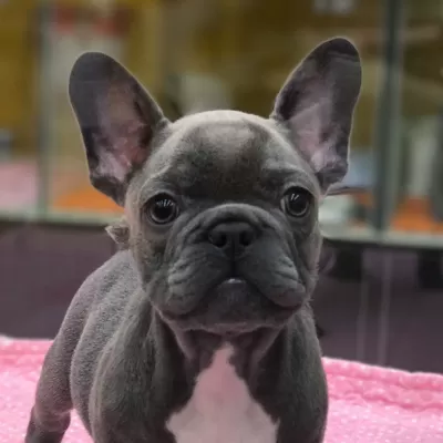 Blue French Bulldog Yavruları