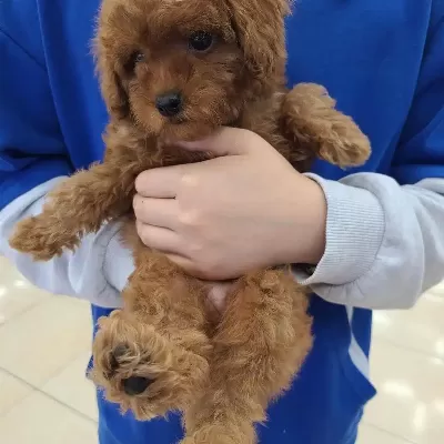 Toy Poodle Yavruları Denizli
