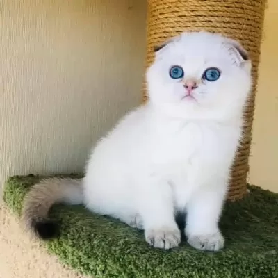 Scottish Fold Yavruları
