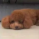 Toy Poodle Yavruları