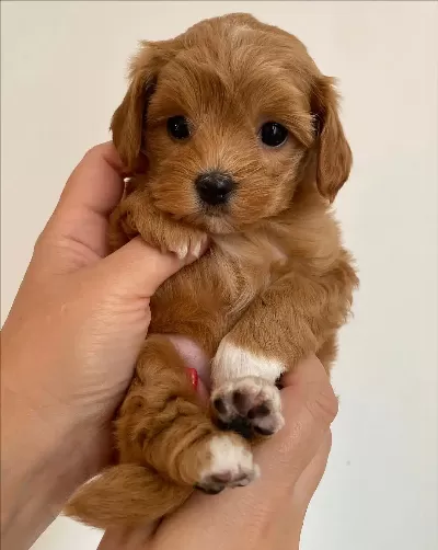 Efsane Maltipoo Yavruları