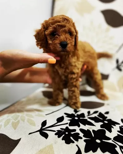 Toy Poodle Yavruları