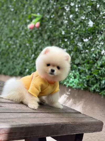 Show Kalite Pomeranian Boo Bebekler