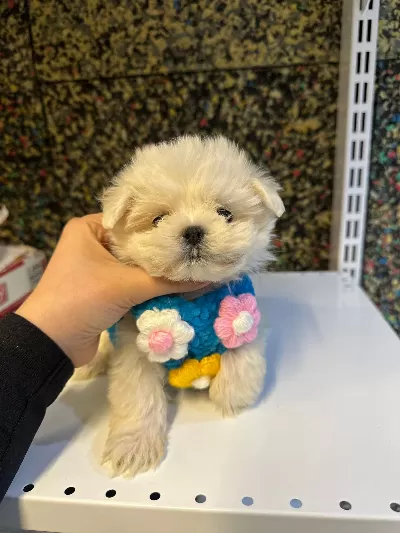 Sosyal Ve Eğitimli Maltipoo Yavrular