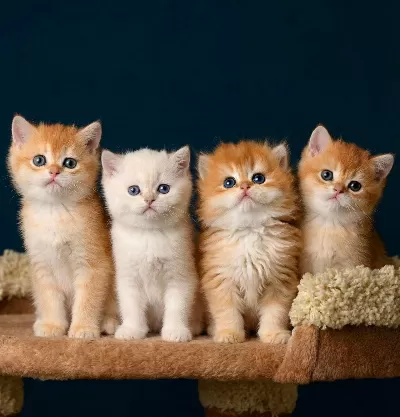 British Shorthair Ve Longhair Golden Bebekler