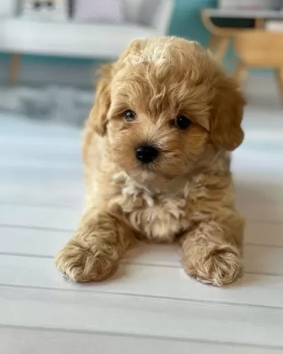 F2 Maltipoo Yavruları