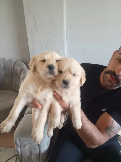 Golde Retriever Face Baby Macar Bebeklerimiz
