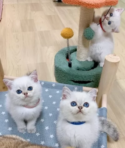 British Shorthair Yavruları