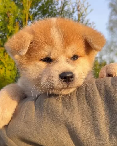 Japon Akita İnu Yavruları