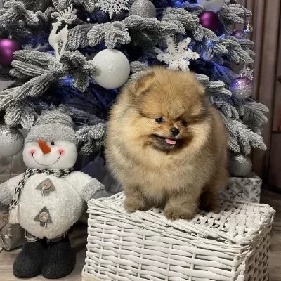 Irk Garantili Pomeranian Yavruları