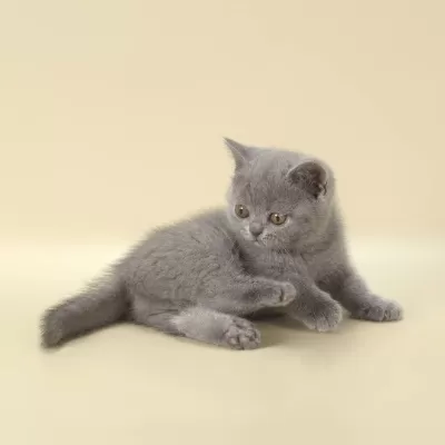 British Shorthair Yavruları