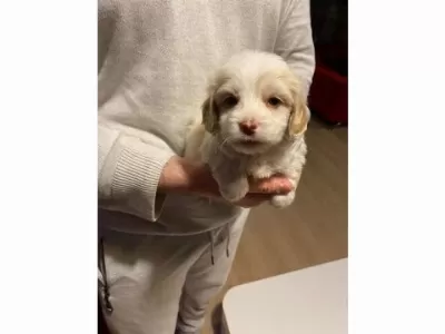 Minnak Maltipoo  Bebeğim