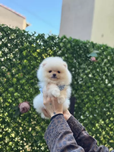 Show Kalite Pomeranian Boo