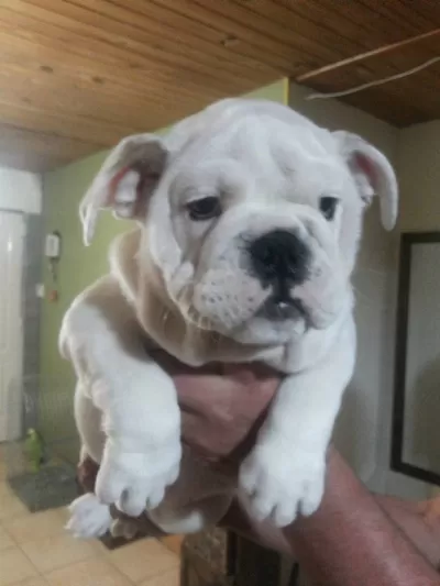 İngiliz Bulldog Yavruları