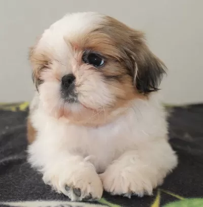 Özel Shih Tzu Yavruları