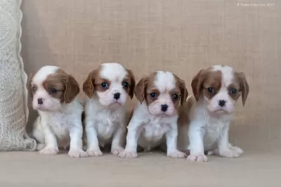 Cavalier King Charles Yavruları