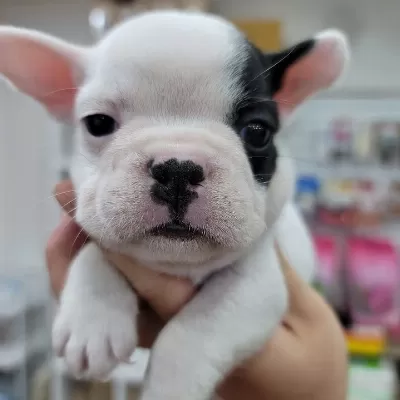 French Bulldog Yavruları